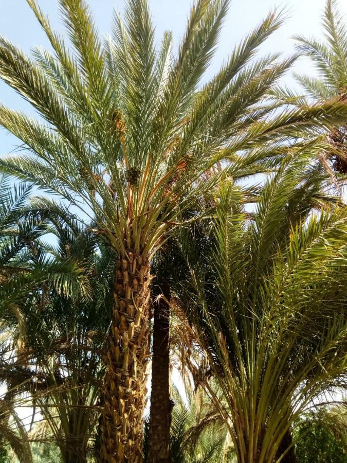 Le Chant Des Palmiers Agdz Esterno foto